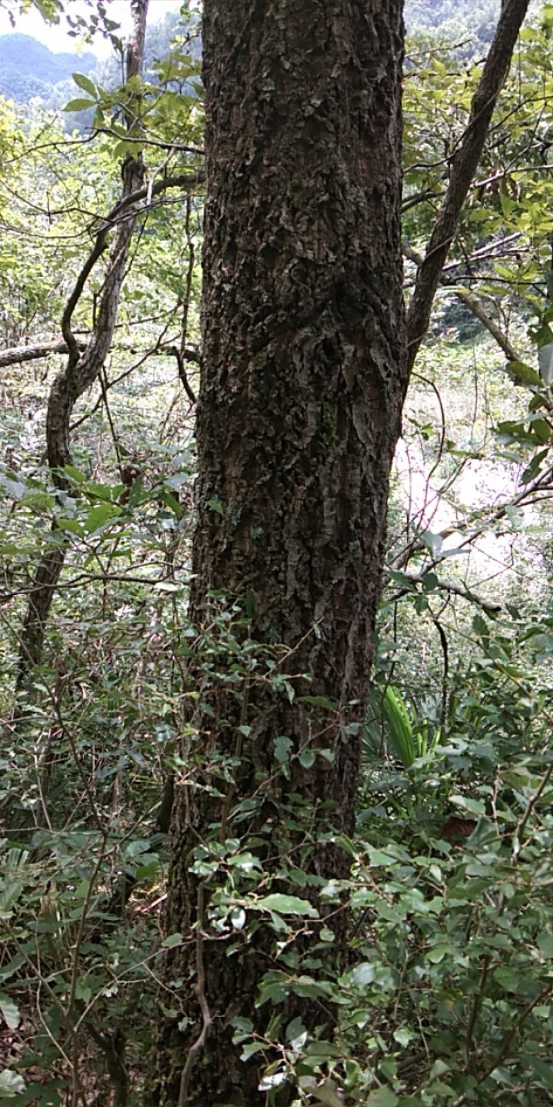 橡木树皮需要加我联系方式