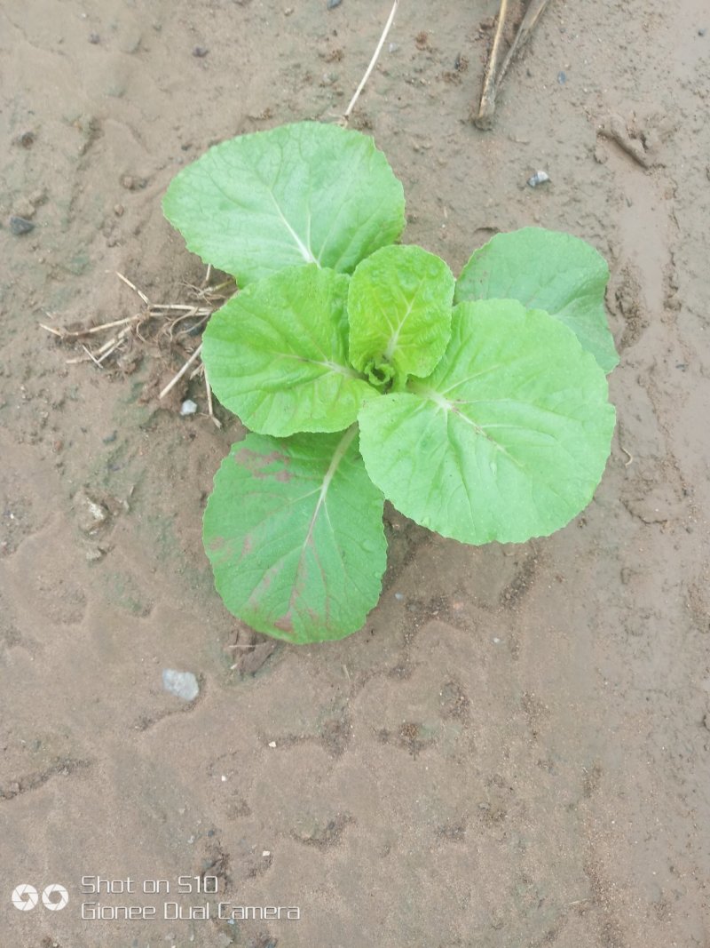 夏宝白菜，精品香菜