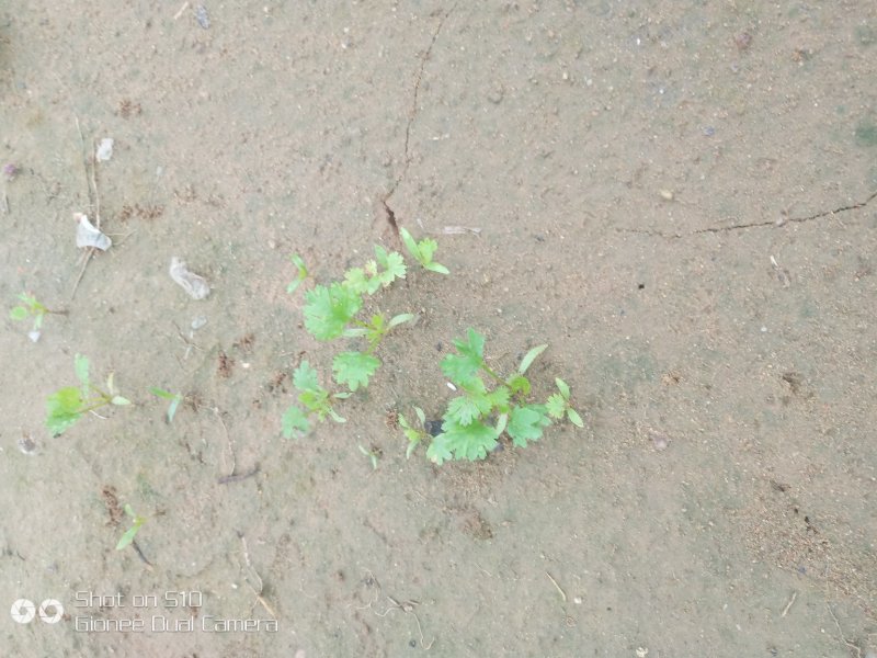 夏宝白菜，精品香菜