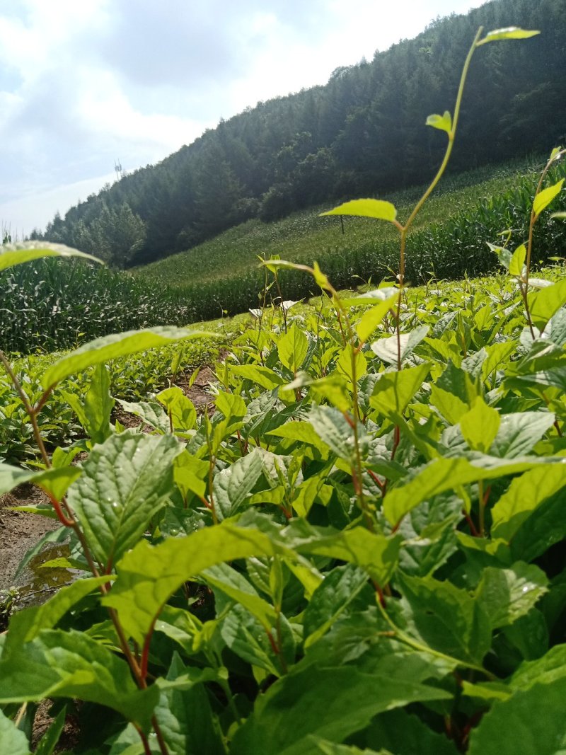 五味子苗子，刺嫩芽苗，