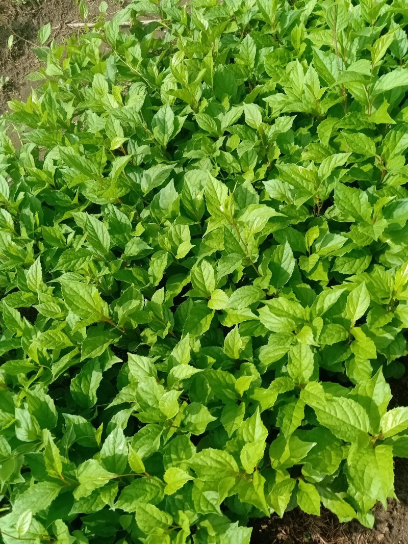 五味子苗子，刺嫩芽苗，