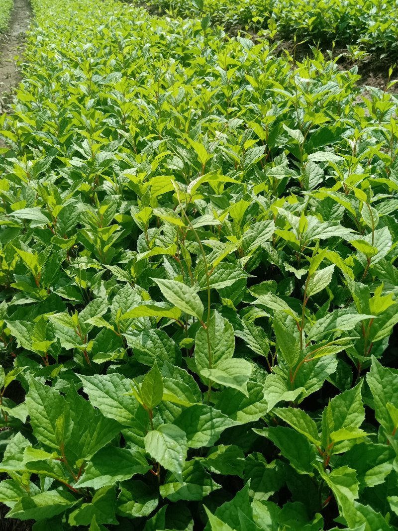 五味子苗子，刺嫩芽苗，