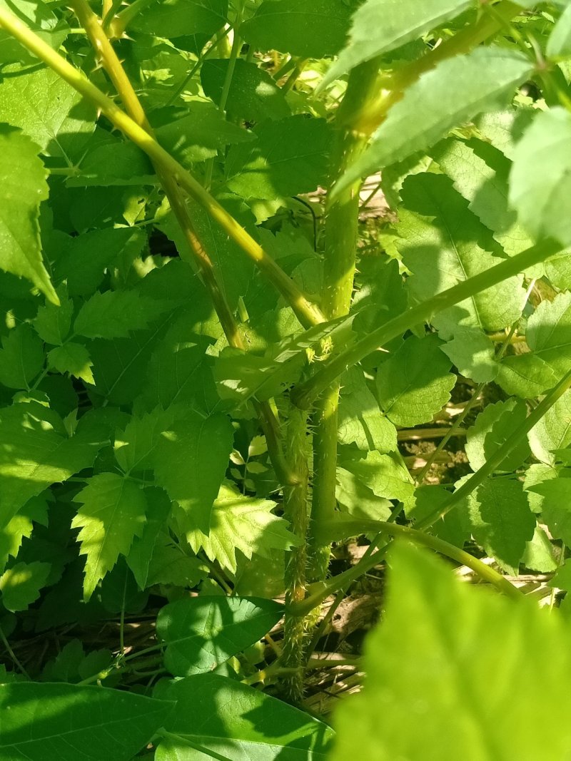 五味子苗子，刺嫩芽苗，