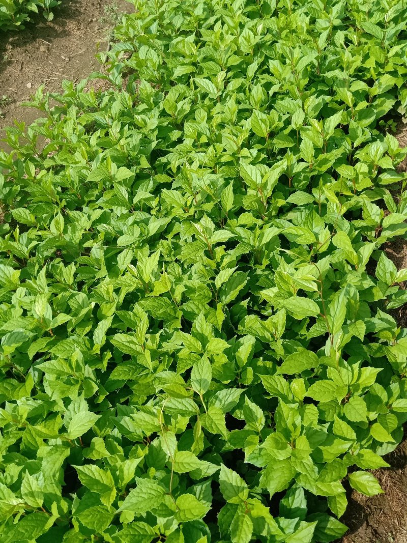 五味子苗子，刺嫩芽苗，