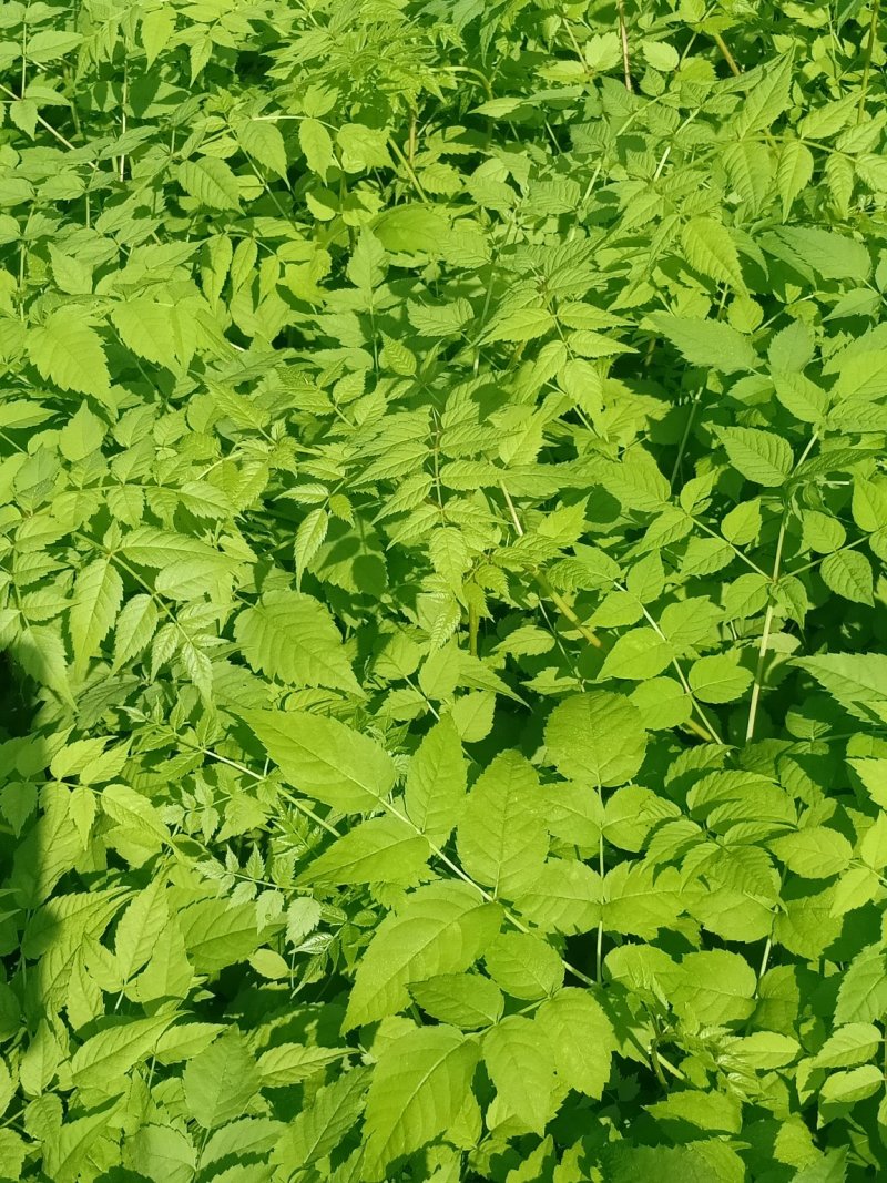 五味子苗子，刺嫩芽苗，