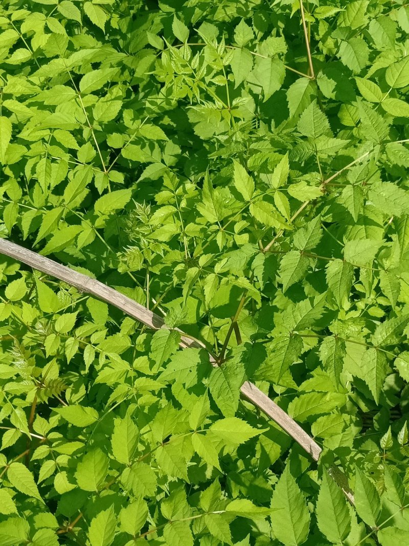 五味子苗子，刺嫩芽苗，