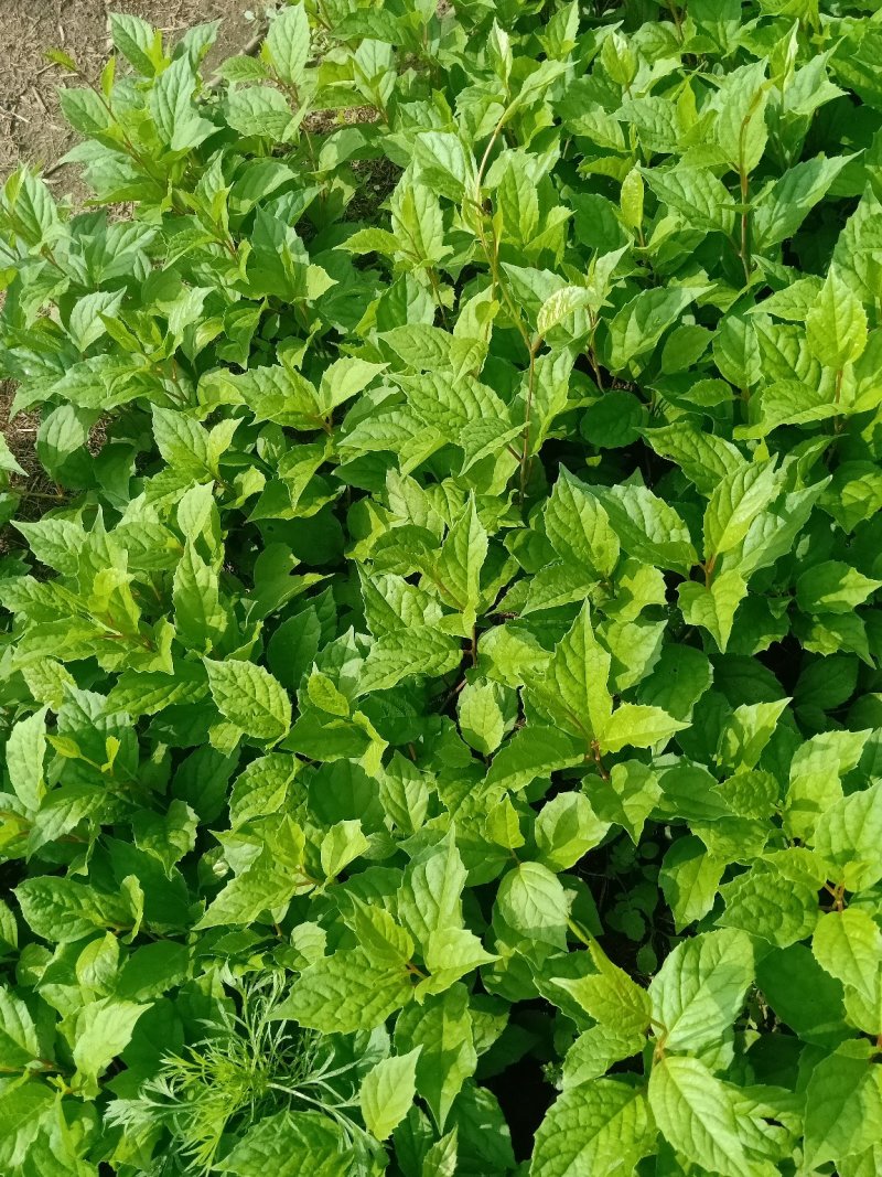 五味子苗子，刺嫩芽苗，