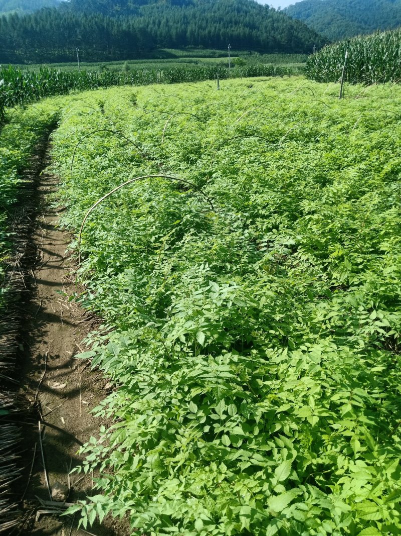 五味子苗子，刺嫩芽苗，