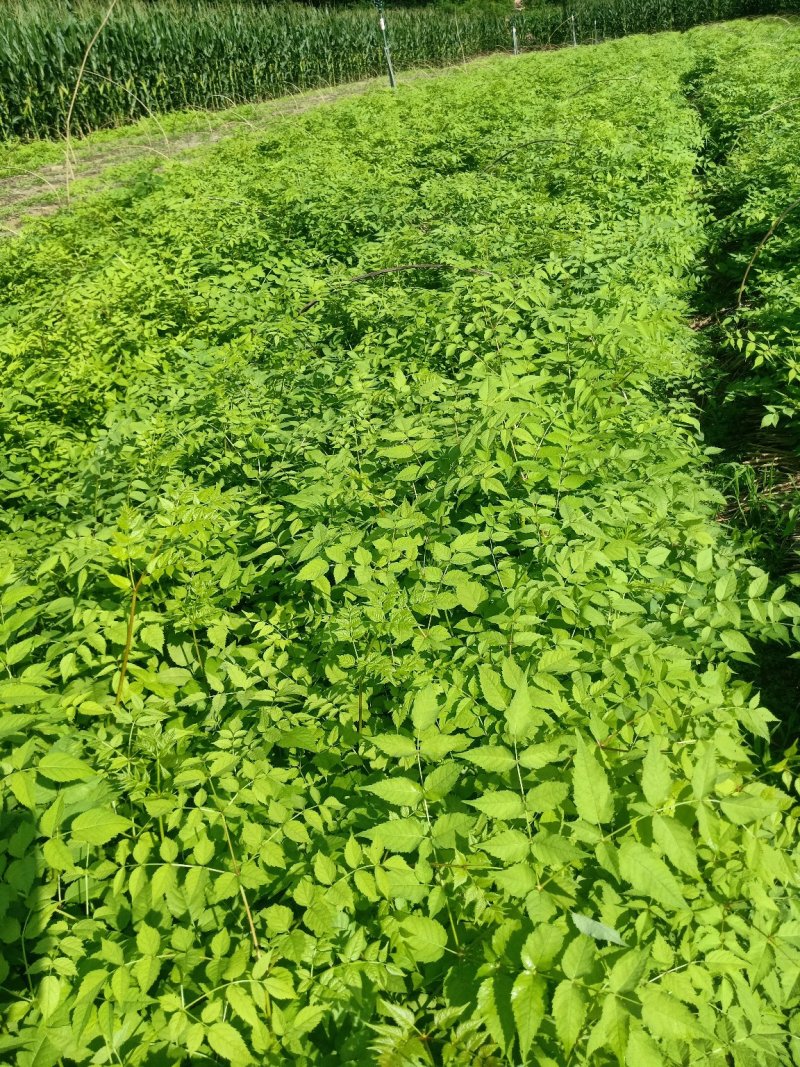 五味子苗子，刺嫩芽苗，