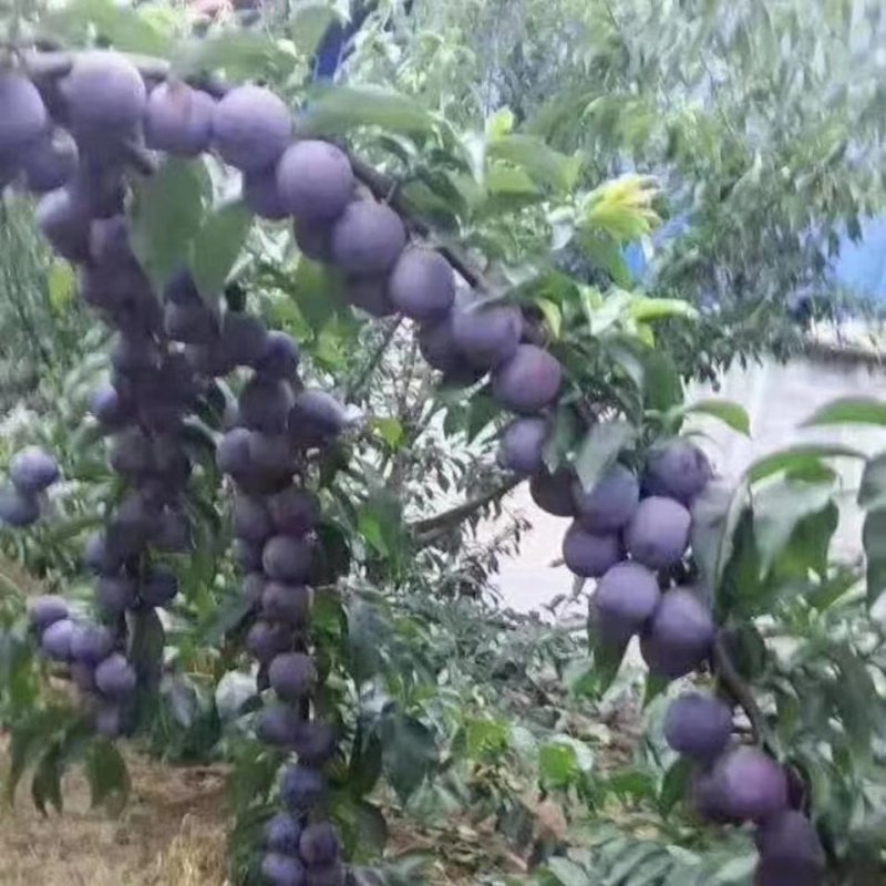 苍溪特产脆红李正式上市，味甜，离核，电商货