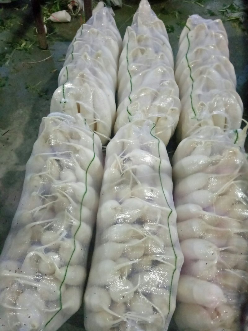白萝卜散装，打包，大量供应现货，