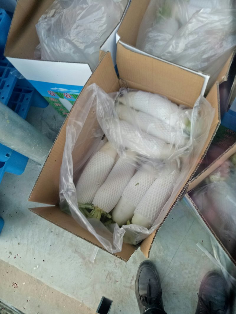白萝卜散装，打包，大量供应现货，