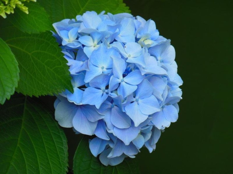 八仙花无尽夏绣球苗批发可视频看货基地供应