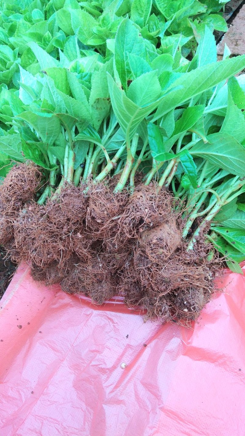 八仙花无尽夏绣球苗批发可视频看货基地供应