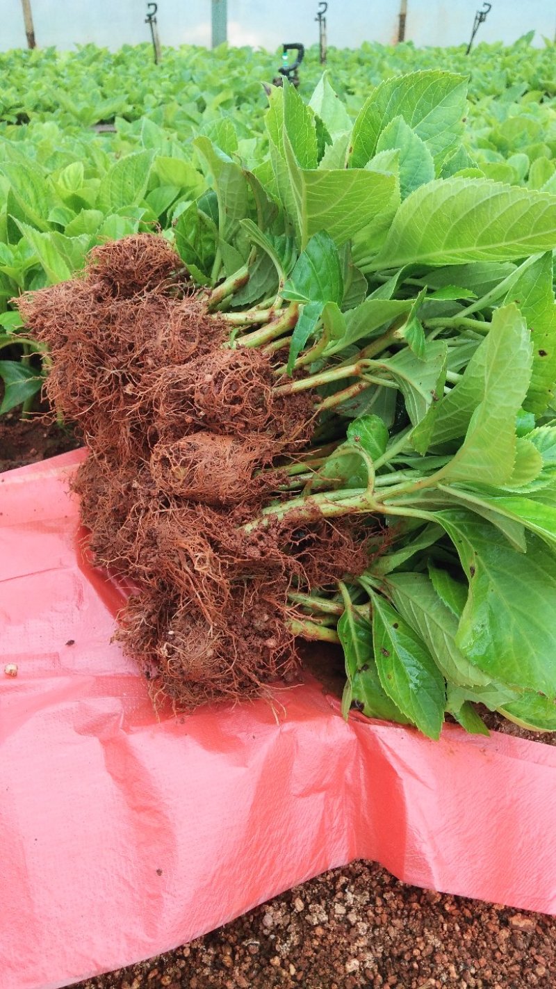 八仙花无尽夏绣球苗批发可视频看货基地供应