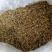 菊花沫子野菊花粉野菊花瓣黄苦菊小颗粒过筛