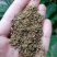 菊花沫子野菊花粉野菊花瓣黄苦菊小颗粒过筛