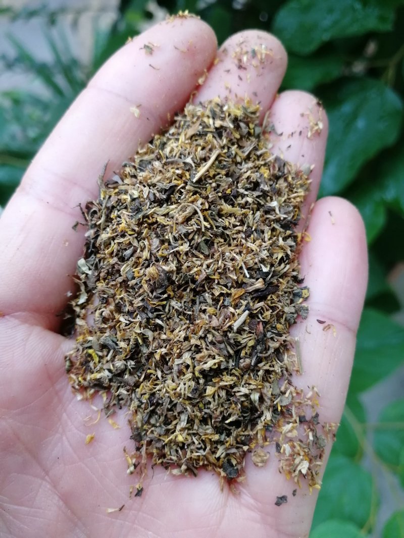 菊花沫子野菊花粉野菊花瓣黄苦菊小颗粒过筛
