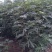 无花果苗波姬红无花果苗南北种植基地精选精心育苗