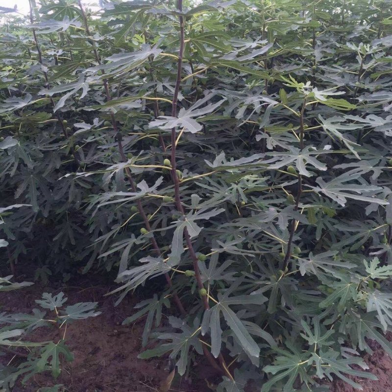 无花果苗波姬红无花果苗南北种植基地精选精心育苗