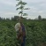 无花果苗波姬红无花果苗南北种植基地精选精心育苗