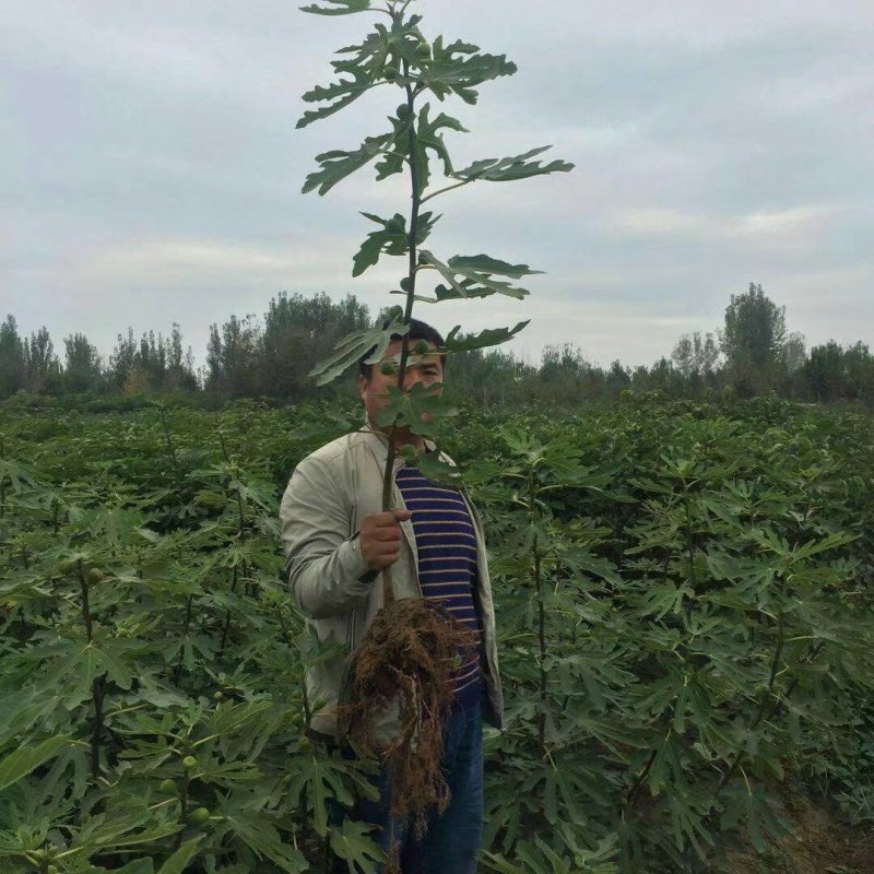 无花果苗波姬红无花果苗南北种植基地精选精心育苗
