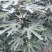 无花果苗波姬红无花果苗南北种植基地精选精心育苗
