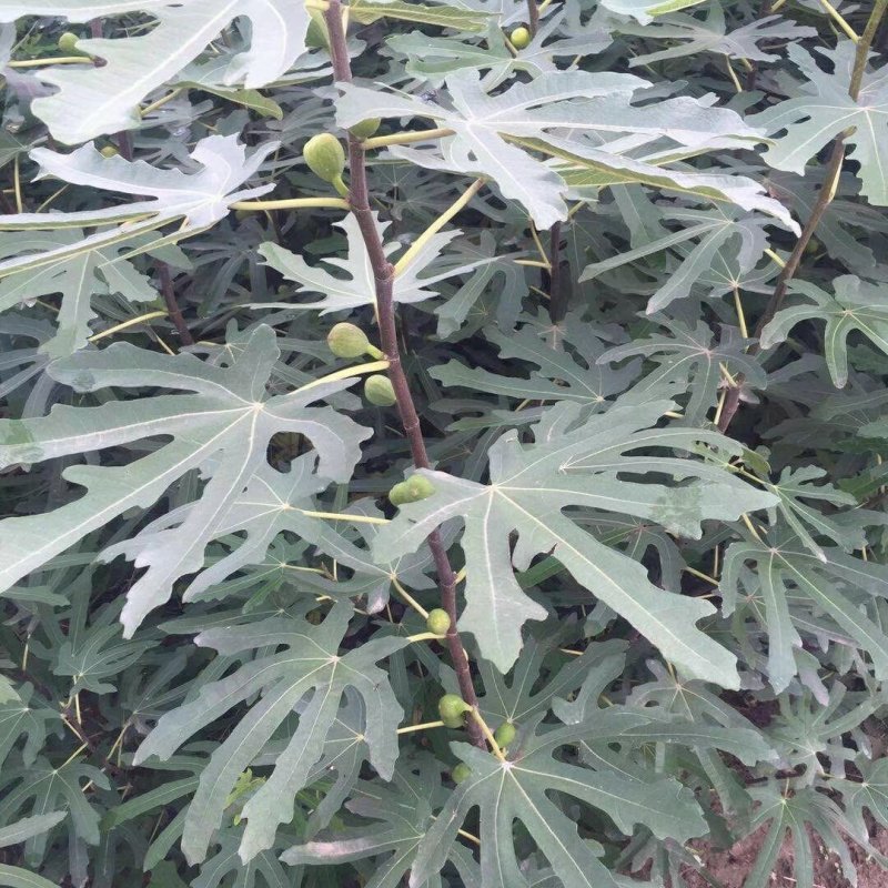 无花果苗波姬红无花果苗南北种植基地精选精心育苗