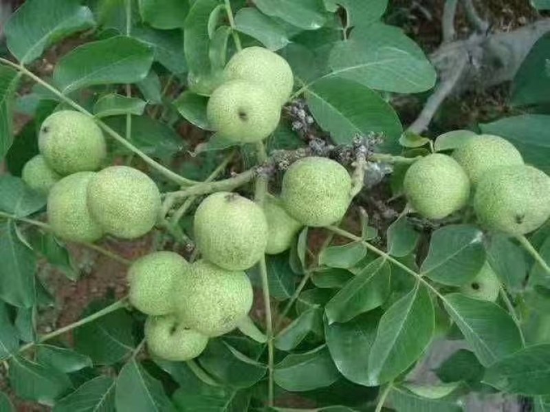香玲核桃苗一手嫁接苗基地直发拒绝假苗实地考察签合同