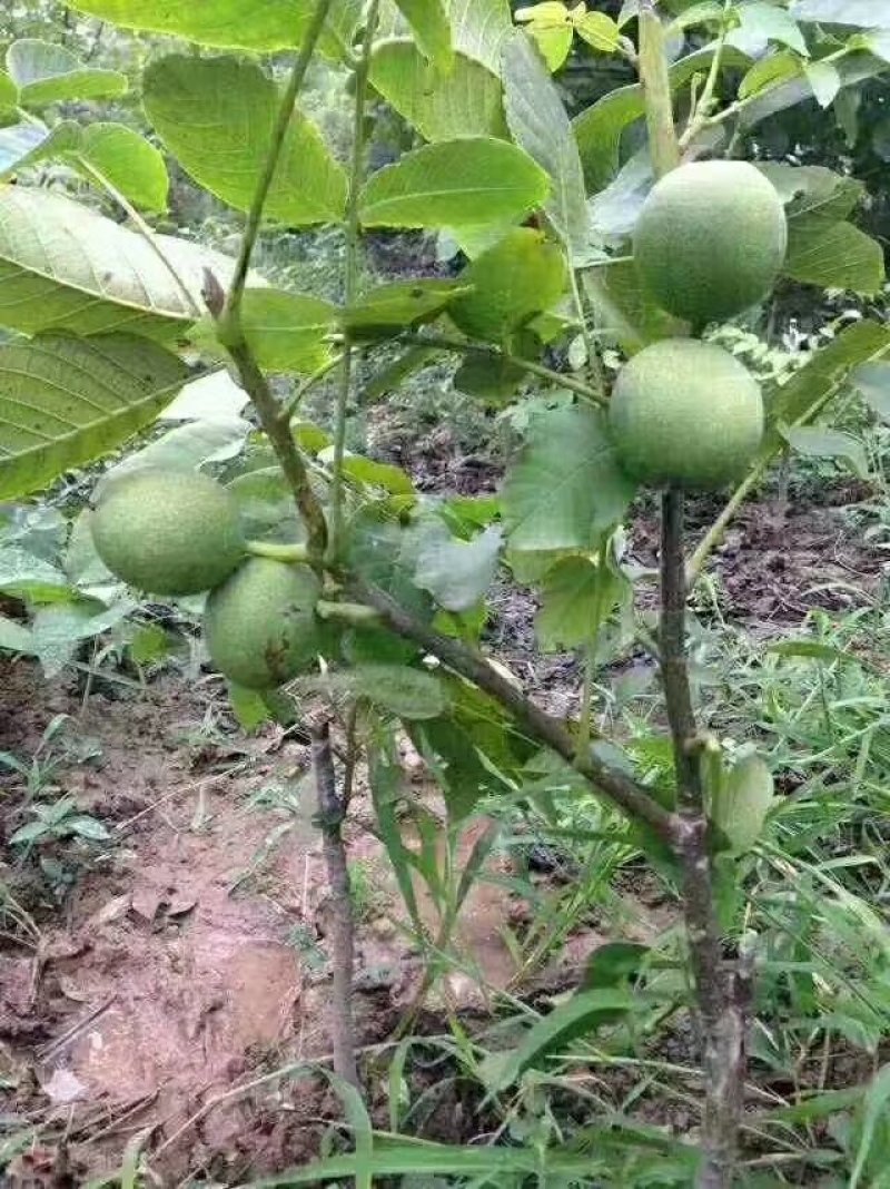 香玲核桃苗一手嫁接苗基地直发拒绝假苗实地考察签合同