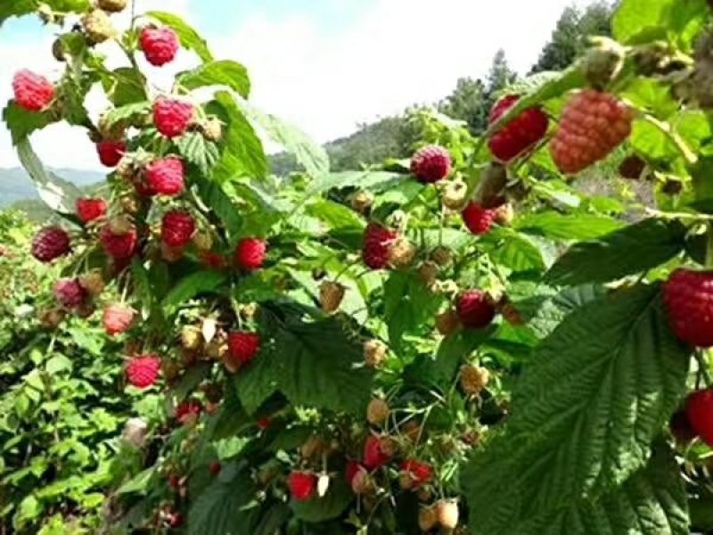 树莓苗南北种植基地直发不活免费补发提供种植技术
