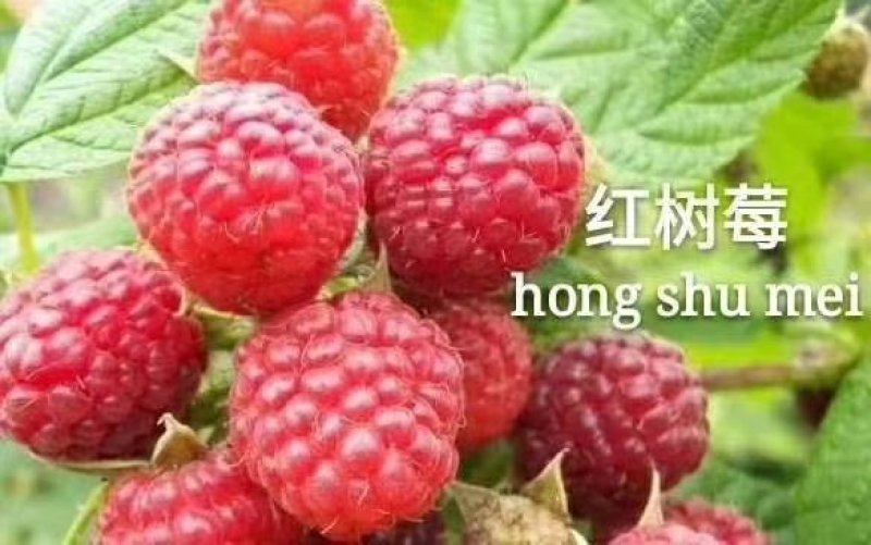 树莓苗南北种植基地直发不活免费补发提供种植技术