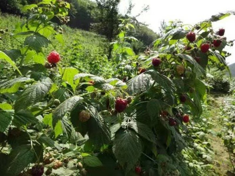 树莓苗南北种植基地直发不活免费补发提供种植技术