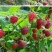 树莓苗南北种植基地直发不活免费补发提供种植技术