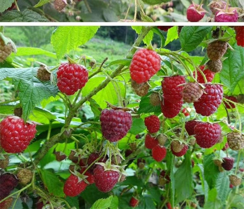 树莓苗南北种植基地直发不活免费补发提供种植技术