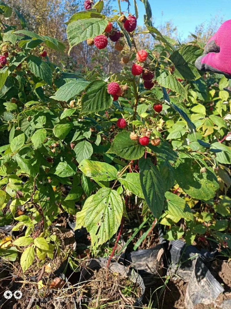树莓苗南北种植基地直发不活免费补发提供种植技术