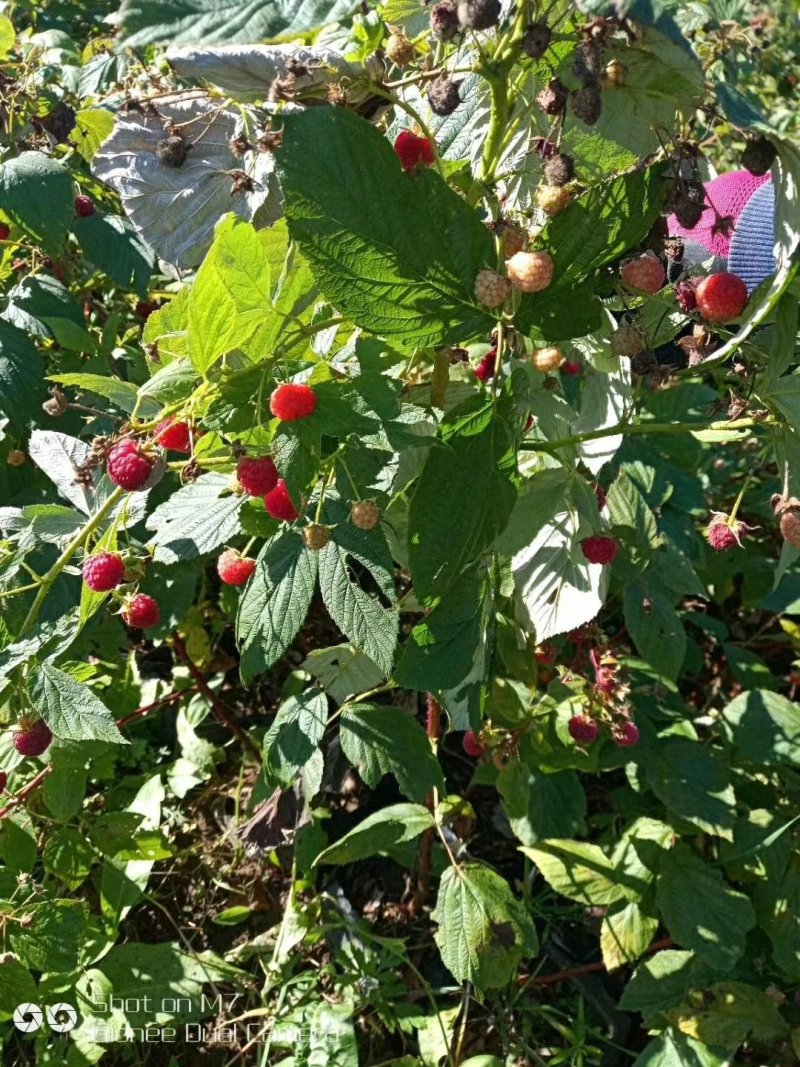 树莓苗南北种植基地直发不活免费补发提供种植技术