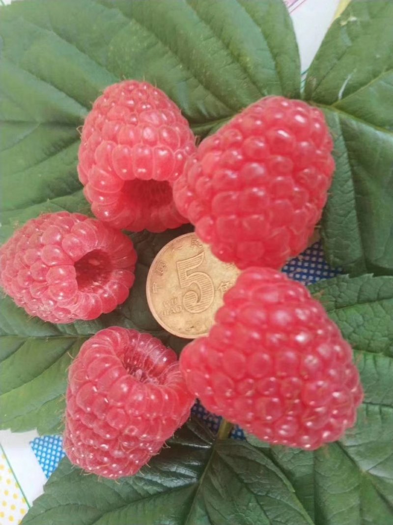 树莓苗南北种植基地直发不活免费补发提供种植技术