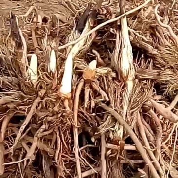 黄花菜苗预定中，原产地货源