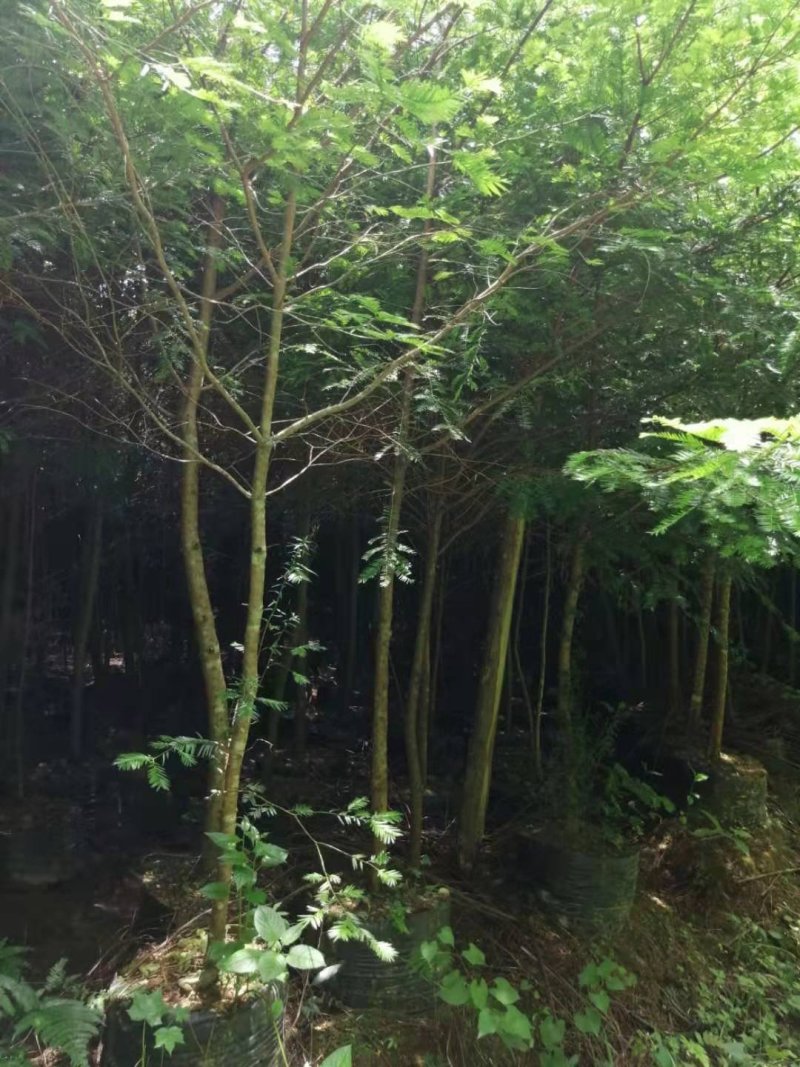 云南红豆杉，大量出售