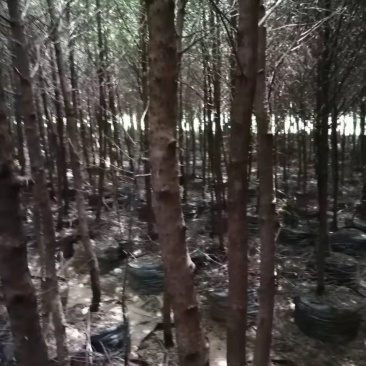 云南红豆杉，大量出售
