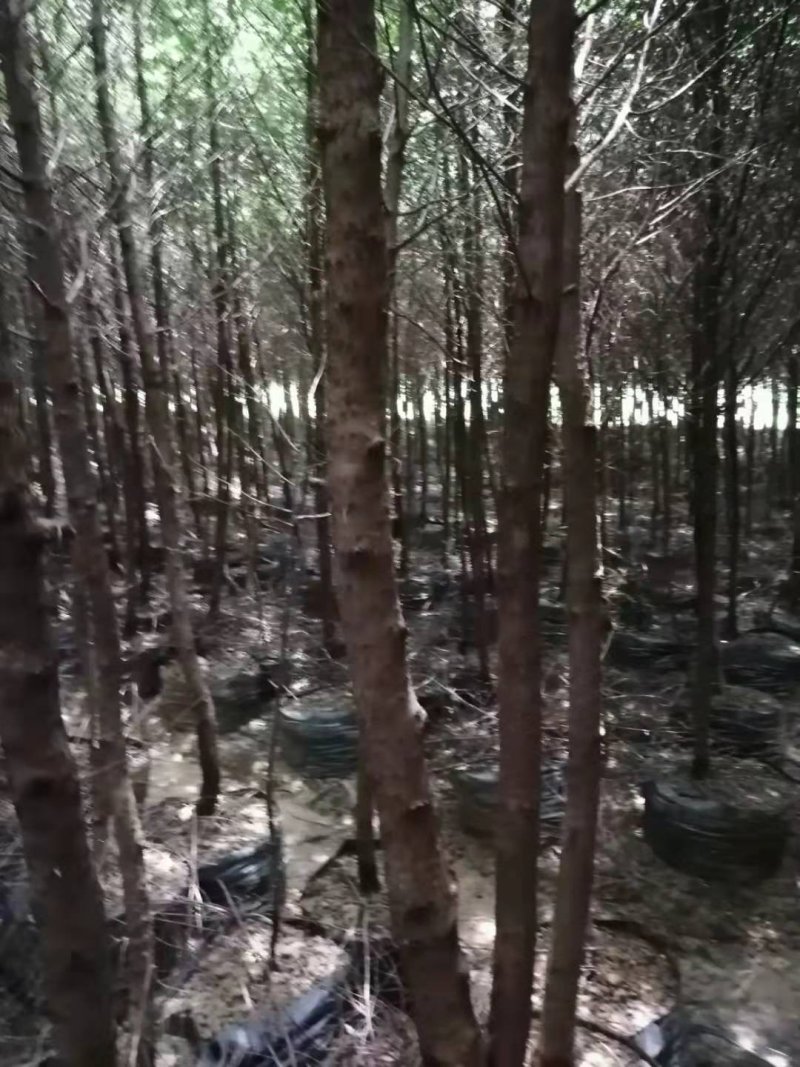 云南红豆杉，大量出售