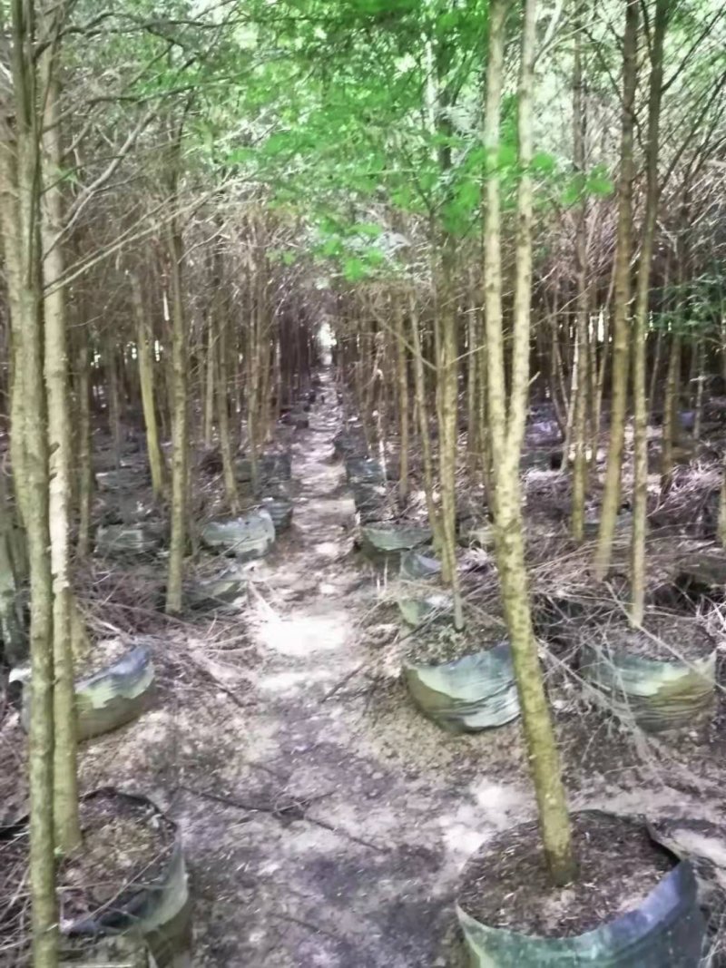 云南红豆杉，大量出售