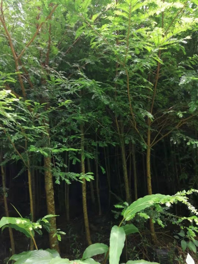 云南红豆杉，大量出售