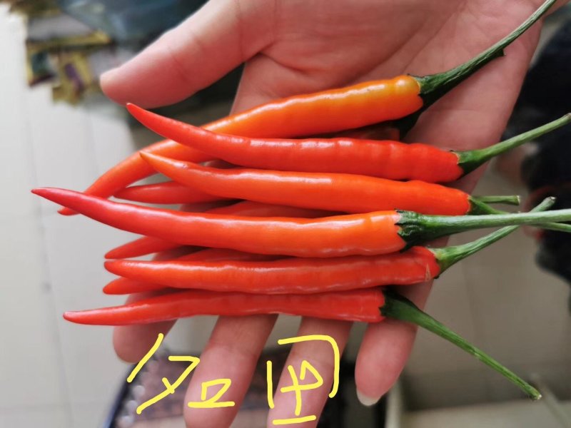 泰悦大果朝天椒种子辣椒种子颜色好耐湿热