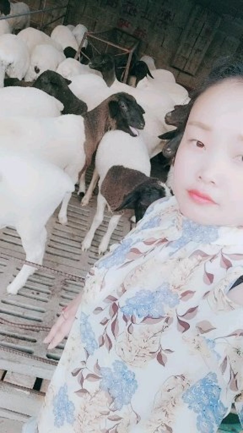 羊圈里卖萌的女人黑头杜泊