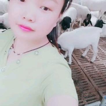 羊圈里卖萌的女人黑头杜泊