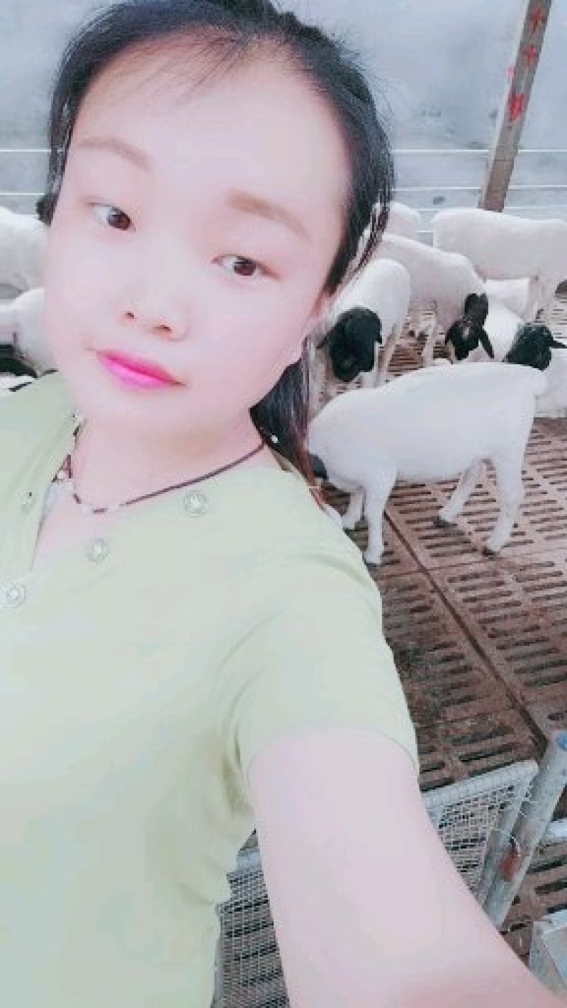 羊圈里卖萌的女人黑头杜泊