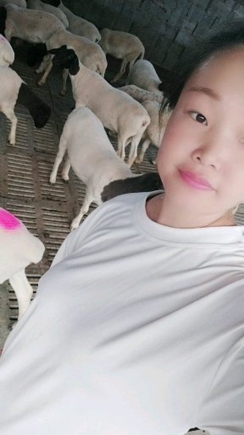 羊圈里卖萌的女人黑头杜泊