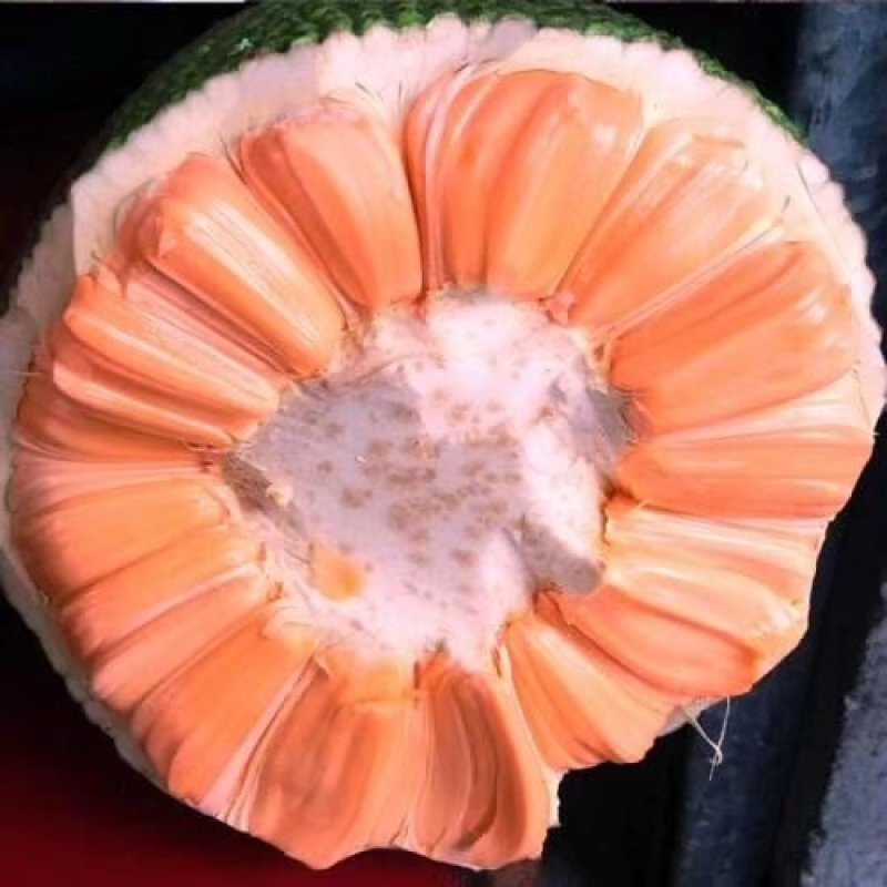 海南菠萝蜜苗马来西亚一号泰国红肉菠萝蜜8号